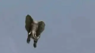 International Fund for Animal Welfare | www.LaRaNa.nl