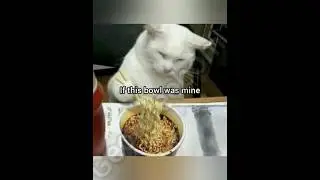 If this bowl was mine #foryou #cat #funny #fyp #georgieebom #meme