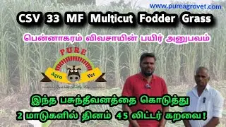 CSV 33 MF Multicut Fodder Grass || இந்த பசுந்தீவனத்தை கொடுத்து 2 மாடுகளில் தினம் 45 லிட்டர் கறவை!