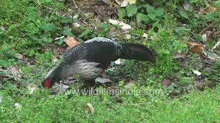 Breeding season for Kalij Pheasant around Mussoorie: Male struts its smart black and white plumage
