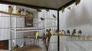 Gouldian Finch Flight Room Cleaning & Refresh | Birds Room