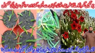 My First video of gardening | how to grow caralluma tuberculata | چونگ اگانے کا طریقہ | MSF