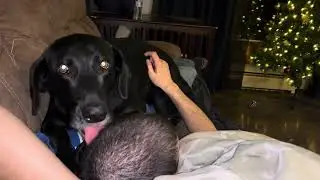 Mac LOVES to lick hair. He’s very good at it too. 