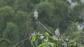 Tyran gris (Tyrannus d. dominicensis) Grey Kingbird