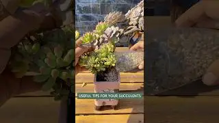 Beginner&rsquo;s succulent care: How to repot succulent plants