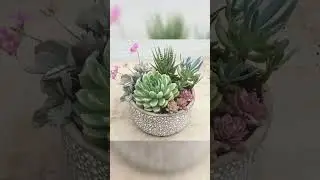 Succulent DIY Decor Ideas #succulentdecor #indoorplants #shorts #shortstrending #viralshorts