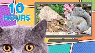 Cats Love to Watch🎪 Circus Squirrels and Chipmunk Acrobats: Bird Spectacular!
