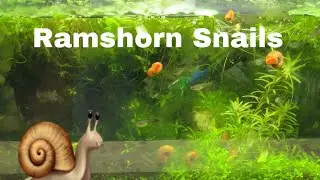 Guide : All you need to know about Keeping Ramshorn Snail (Planorbidae)