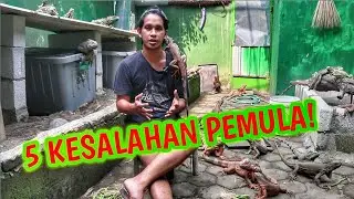 5 KESALAHAN CARA MEMELIHARA IGUANA !