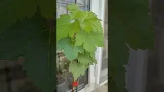 Sfaturi utile pt plantarea in pahare și aclimatizare a butașilor altoiți de vită de vie