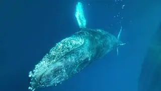 #fyyppppp #ballena #playa Ballena y su ballenato 🐋 azules en la visita y en el recorrido 