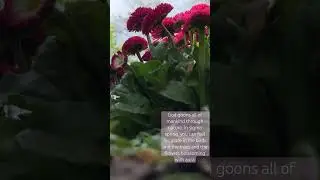 Praises the lord #garden #birds #blue #green #red