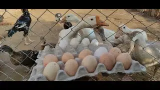 Murghiyun or ducks ne Andy dyna shuru krdia 🦆🐓 🥚