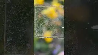 pollen Grain Microscopy #trending #youtube #medical #microscopy