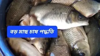 Big fish farming method@bekartoentrepreneur