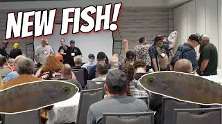 I found some Awesome new *Rare*Fish at the ALA Convention
