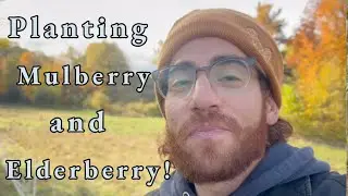 Fall Planting Galore! Elderberry, Mulberry, Poplar and More