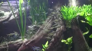 Amazonas-Becken Tropen-Aquarium Hagenbeck März 2018 4K