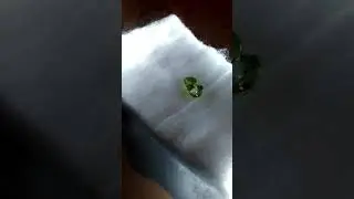Sphene or titanite 0.66ct exellent cut if