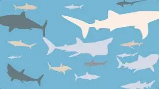 Stop Shark Finning | Digital Media Project