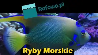Akwarium morskie - ryby morskie w domowej rafie / saltwater fishes - rafowo.pl