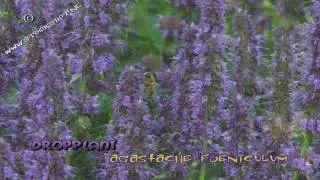 dropplant - agastache foeniculum & insects