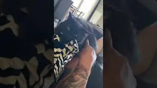 Cat sits on dads shoulder and refuses to move!