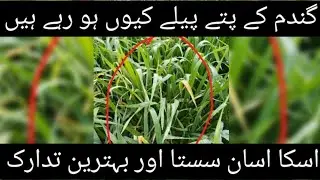yellow leaf problem in wheat crop/gandum ky paty pelay kiun ho jaty han