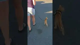 Gilbert learns to walk on a leash!