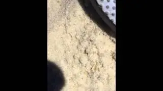 Sea slug pcb bid-a-wee beach