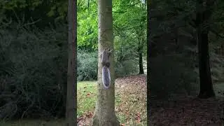 Squirrel 🐿️ climbing a tree 🌳 #nature #squirrel #tree