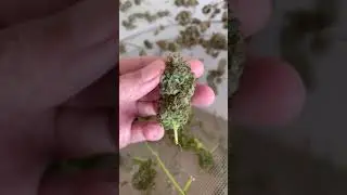 Quanto tempo demora para minha/ flores secarem? #shorts #growroom