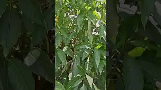 বাসক পাতা