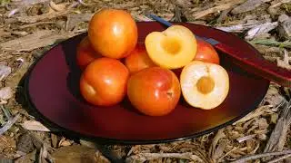 The Splash Pluot, a Quick Note On One Of The Most Flavorful and Versatile Pluot Selections