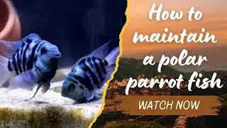 Polar Parrot Fish Care Telugu | Complete Guide to Grow Fast & Healthy | Aquarium Tips for Beginners