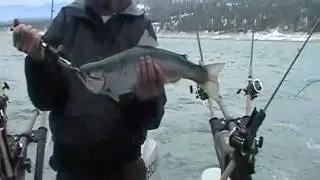 More Large rainbow trout (Kamloops) in northwestern Montana