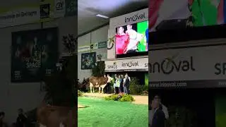 Мини-коровы: мода или выгодное содержание?