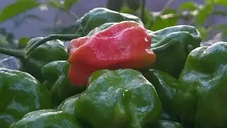 Unda Mulaku/ Mali Chilli/ ഉണ്ട മുളക്..     #shorts #shortvideo #india