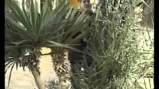 Kayen rabbi.by walidenim.mp4