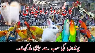 Birds Market Rawalpindi || Birds Market College Road Rawalpindi ||