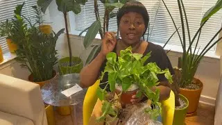 Unboxing a trailing plant Jade Pothos from etsy.com ￼