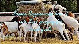 Zero grazing goats using Supper Nappier grass #farmup #goatfarming #goat