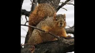 Squirrel hunting with a 22lr( in the snow.) #hunting #squirrel  #squirrelhunting 