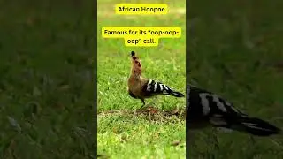 African Birds  &ndash; African Hoopoe