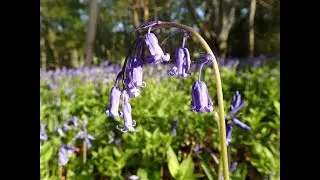 Bluebells (Hyacinthoides non-scripta)