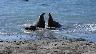 1/20/25 Bull Elephant Seals fight in San Simeon