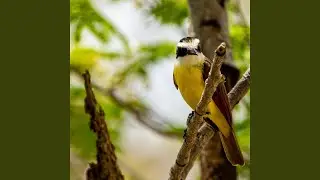 Canto do Bem-te-vi (Pitangus Sulphuratus)