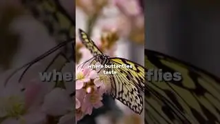 Butterflies Taste with Their Feet?! 🦋🍃 #shorts