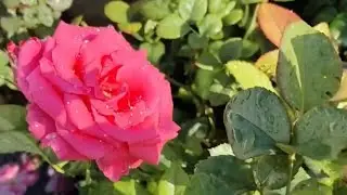 Tarrice garden fruit plant flower plant