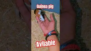 &ldquo;🐹 Cute & Healthy Guinea Pigs for Sale 🐹 #guineapig #pets #shorts #smallpets #rodent #ginipig